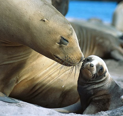 😚 Стикер «Seals Тюлени» для Telegram