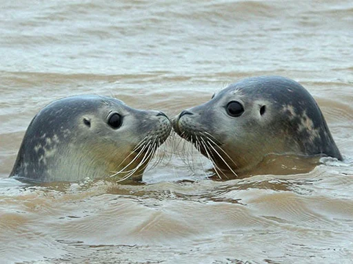 😚 Стикер «Seals Тюлени» для Telegram