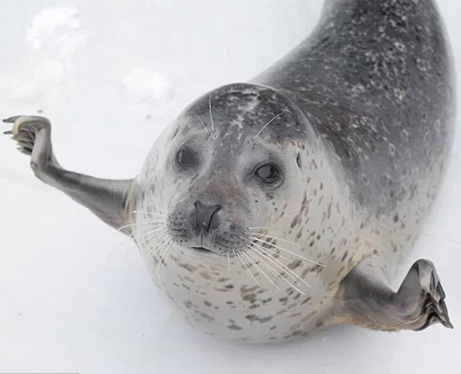 👐 Стикер «Seals Тюлени» для Telegram