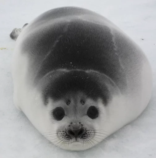 🍙 Стикер «Seals Тюлени» для Telegram