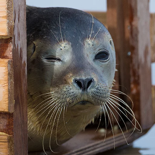 😉 Стикер «Seals Тюлени» для Telegram
