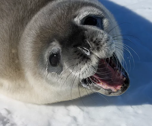 😃 Стикер «Seals Тюлени» для Telegram