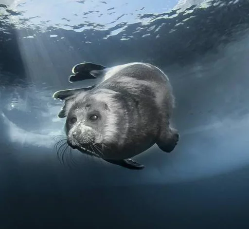 ☁ Стикер «Seals Тюлени» для Telegram