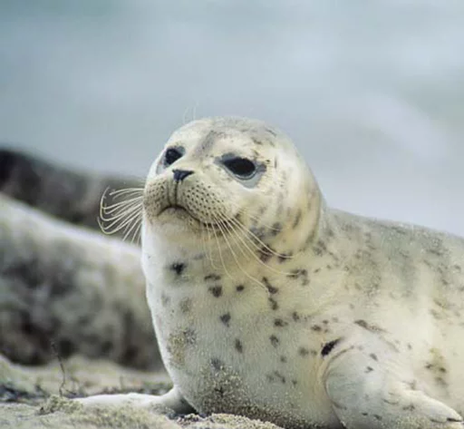 🙂 Стикер «Seals Тюлени» для Telegram