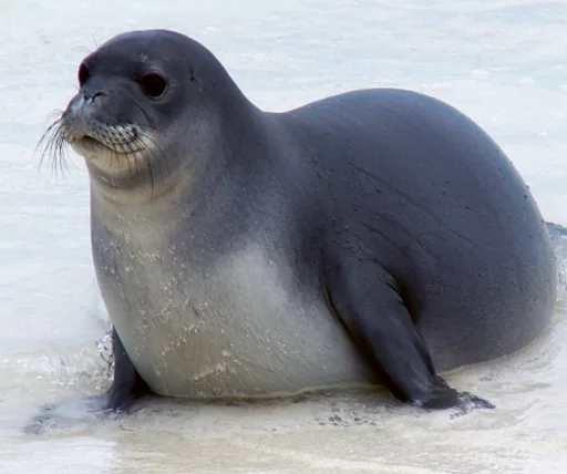 🥔 Стикер «Seals Тюлени» для Telegram