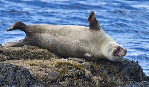 🤣 Стикер «Seals Тюлени» для Telegram