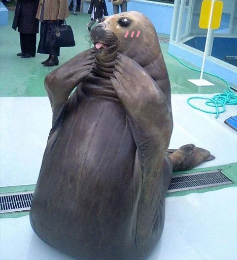 😳 Стикер «Seals Тюлени» для Telegram