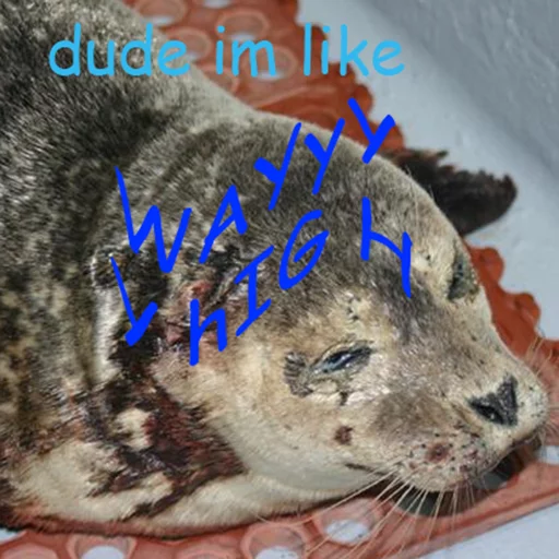 🍁 Стикер «Seals Тюлени» для Telegram