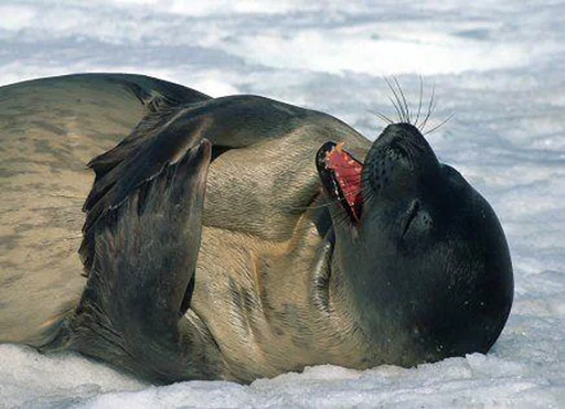 😂 Стикер «Seals Тюлени» для Telegram