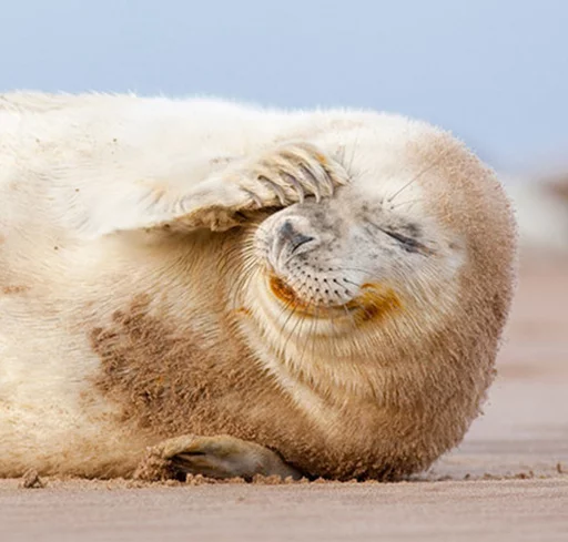 🙄 Стикер «Seals Тюлени» для Telegram