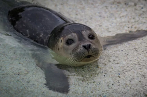 🏝 Стикер «Seals Тюлени» для Telegram