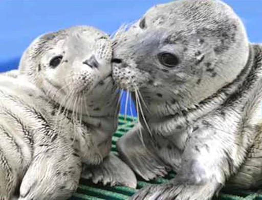 💋 Стикер «Seals Тюлени» для Telegram