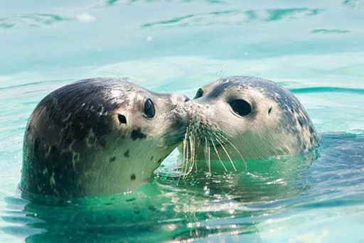 😘 Стикер «Seals Тюлени» для Telegram