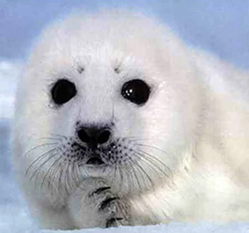 🤔 Стикер «Seals Тюлени» для Telegram