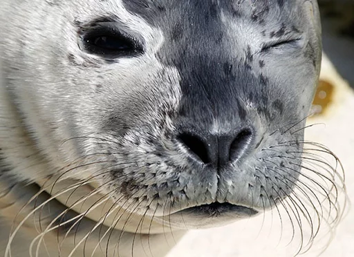 😉 Стикер «Seals Тюлени» для Telegram
