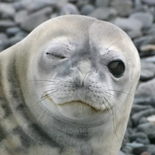 😉 Стикер «Seals Тюлени» для Telegram