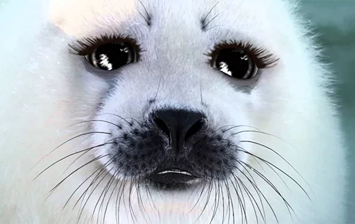 😚 Стикер «Seals Тюлени» для Telegram