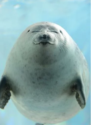 ☺️ Стикер «Seals Тюлени» для Telegram