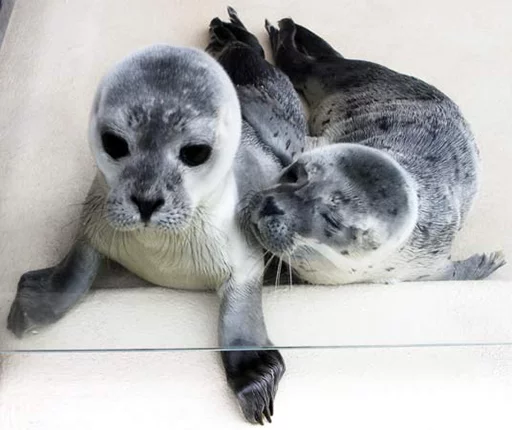 ☺️ Стикер «Seals Тюлени» для Telegram