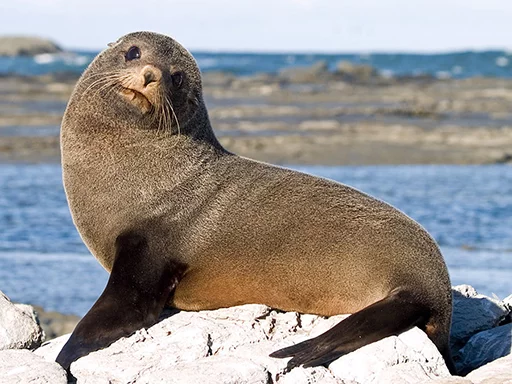 🙂 Стикер «Seals Тюлени» для Telegram