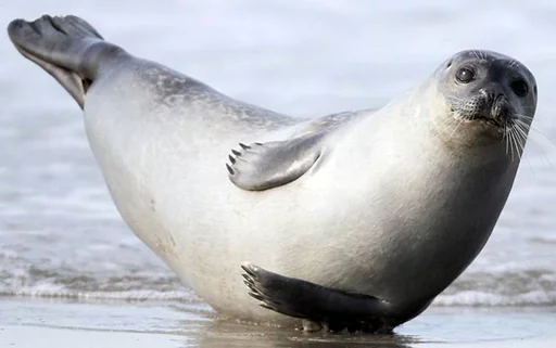 🍌 Стикер «Seals Тюлени» для Telegram