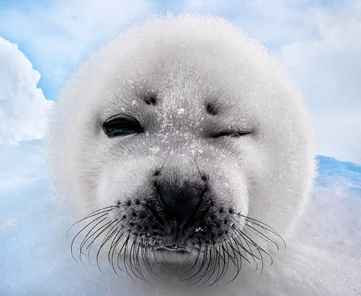 😉 Стикер «Seals Тюлени» для Telegram
