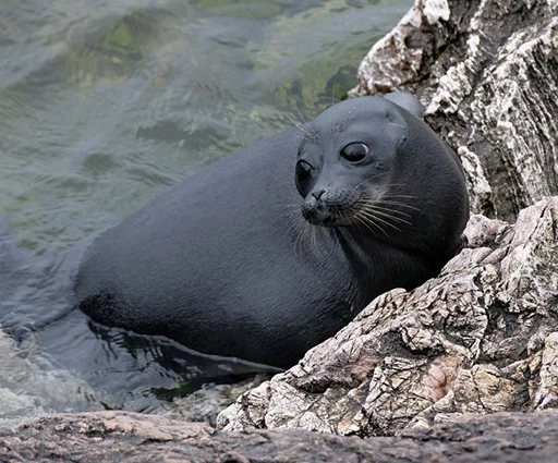 🙄 Стикер «Seals Тюлени» для Telegram