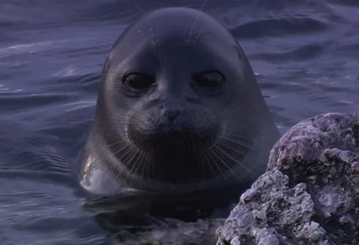 😐 Стикер «Seals Тюлени» для Telegram