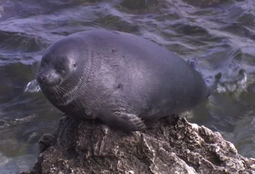 🥔 Стикер «Seals Тюлени» для Telegram