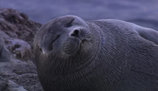 😌 Стикер «Seals Тюлени» для Telegram