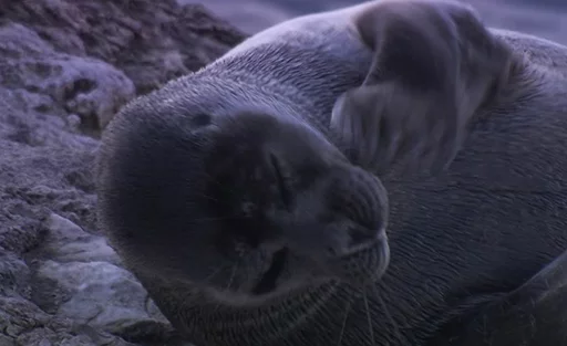 😂 Стикер «Seals Тюлени» для Telegram