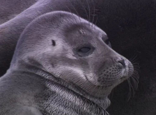 😒 Стикер «Seals Тюлени» для Telegram