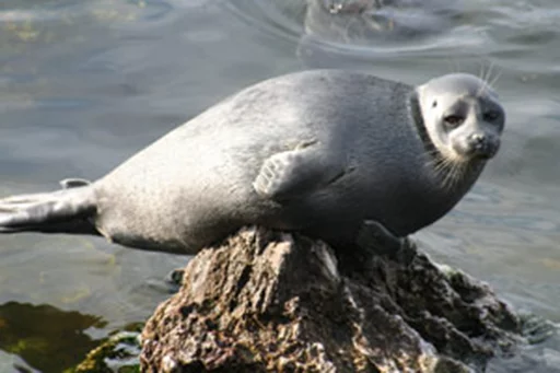 ☁ Стикер «Seals Тюлени» для Telegram