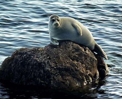 😘 Стикер «Seals Тюлени» для Telegram