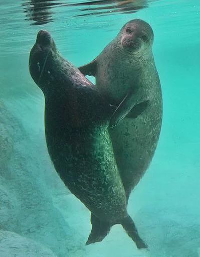 👉 Стикер «Seals Тюлени» для Telegram