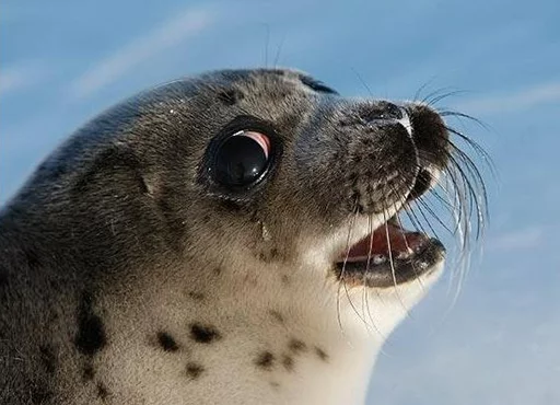 😭 Стикер «Seals Тюлени» для Telegram