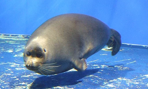 ☁ Стикер «Seals Тюлени» для Telegram