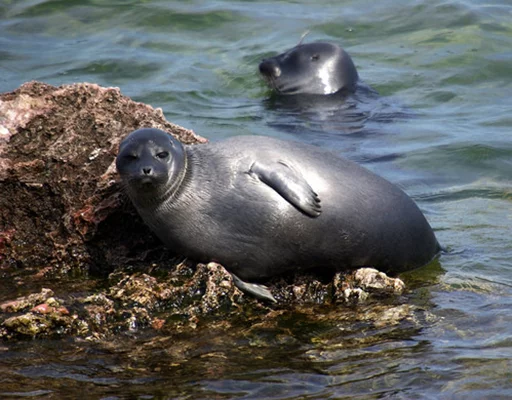 🙂 Стикер «Seals Тюлени» для Telegram