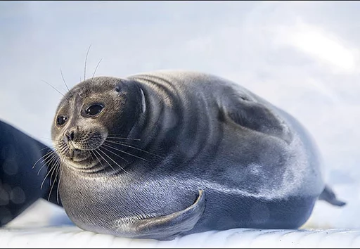 🍑 Стикер «Seals Тюлени» для Telegram
