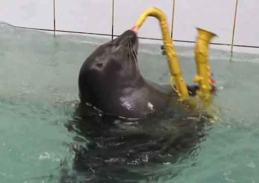 🎷 Стикер «Seals Тюлени» для Telegram