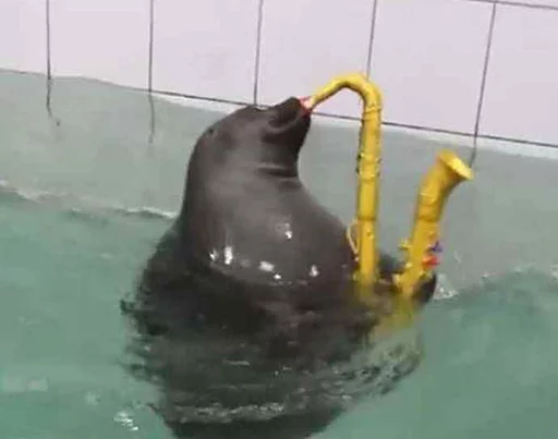 🎷 Стикер «Seals Тюлени» для Telegram