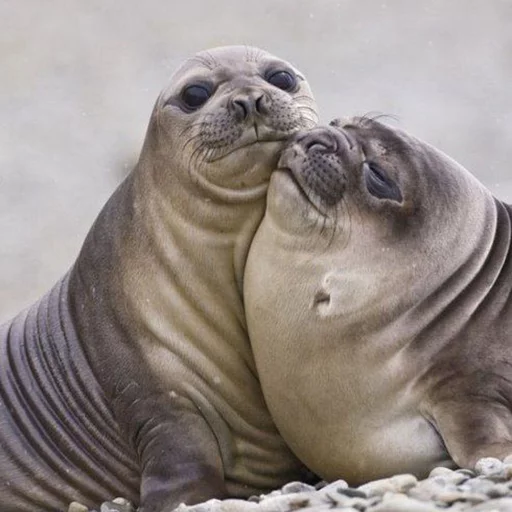 🤗 Стикер «Seals Тюлени» для Telegram