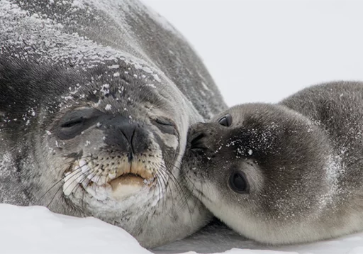 😚 Стикер «Seals Тюлени» для Telegram