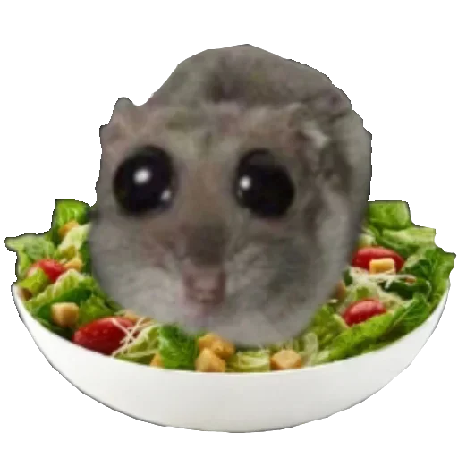 🥗 Стикер «Хомяцек» для Telegram
