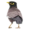 🐦 Эмодзи «Come To Uae» для Telegram