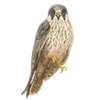 🦅 Эмодзи «Come To Uae» для Telegram
