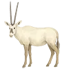 🐐 Эмодзи «Come To Uae» для Telegram