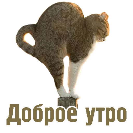 Стикерпак TCA для Telegram — скачать