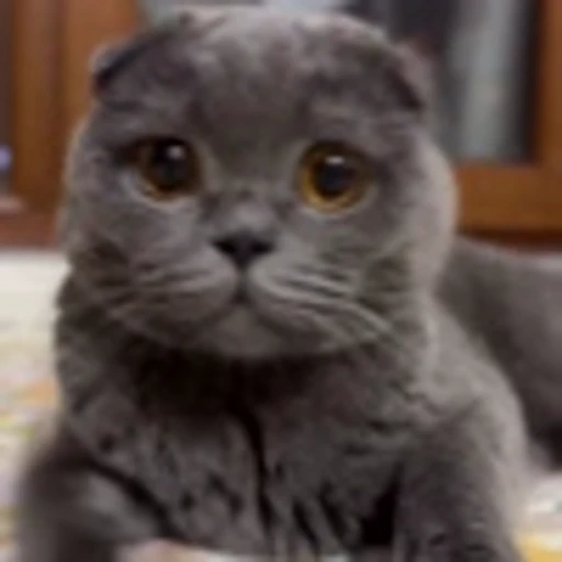🤩 Эмодзи «Котиксы» для Telegram