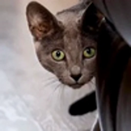 🤩 Эмодзи «Котиксы» для Telegram